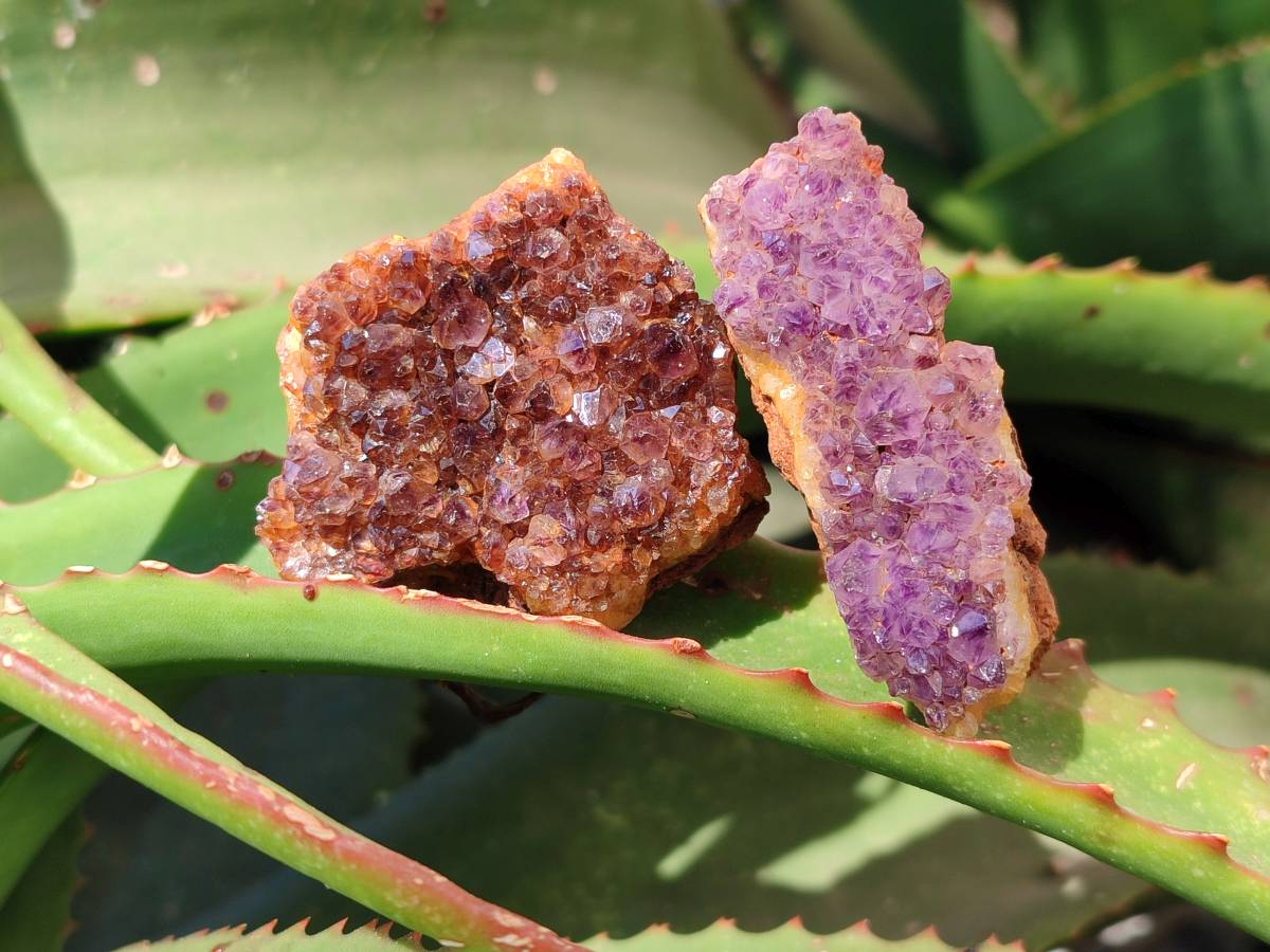Natural Amethystos Amethyst Clusters x 35 From Kwaggafontein, South Africa - Toprock Gemstones and Minerals 