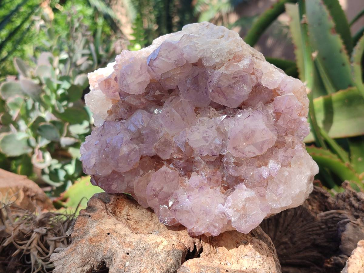 Natural Amethyst Spirit Quartz Clusters x 2 From Boekenhouthoek, South Africa - Toprock Gemstones and Minerals 