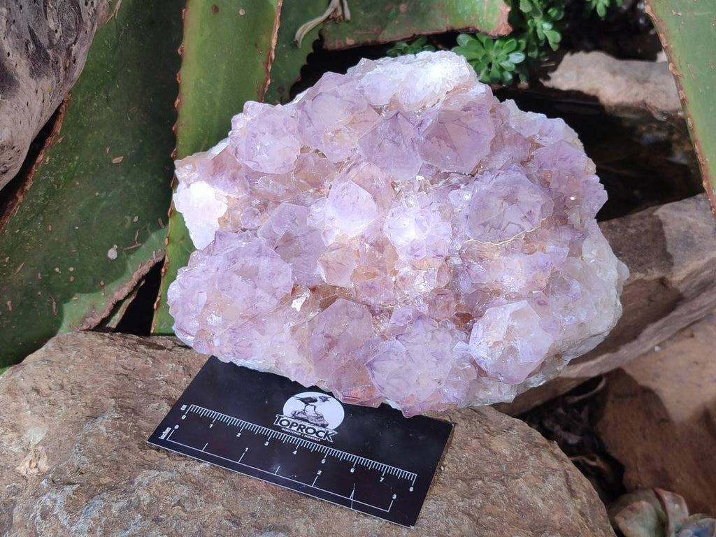 Natural Amethyst Spirit Quartz Clusters x 2 From Boekenhouthoek, South Africa - Toprock Gemstones and Minerals 