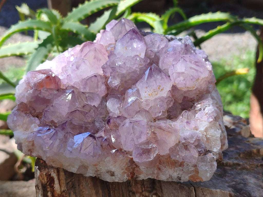 Natural Amethyst Spirit Quartz Clusters x 2 From Boekenhouthoek, South Africa - Toprock Gemstones and Minerals 