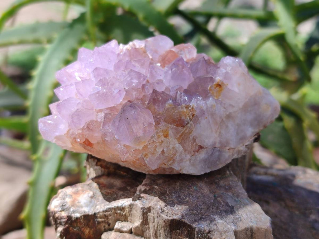Natural Amethyst Spirit Quartz Clusters x 3 From Boekenhouthoek, South Africa - Toprock Gemstones and Minerals 