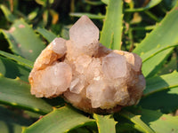 Natural Smokey Spirit Quartz Clusters x 6 From Boekenhouthoek, South Africa