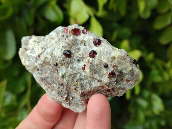 Natural Red Pyrope Garnet Crystals in Quartz Feldspar Matrix x 15 From Namibia
