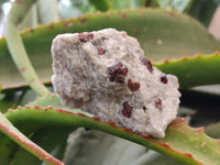 Natural Red Pyrope Garnet Crystals in Quartz Feldspar Matrix x 15 From Namibia