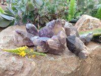 Natural Smokey Amethyst Quartz Crystals x 9 From Brandberg, Namibia