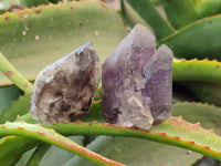 Natural Smokey Amethyst Quartz Crystals x 9 From Brandberg, Namibia