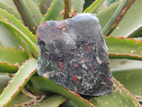 Natural Bloodstone Cobbed Specimens x 12 From Swaziland
