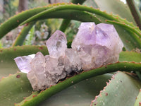 Natural Jacaranda Amethyst Clusters x 6 From Zambia