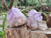 Natural Jacaranda Amethyst Clusters x 6 From Zambia