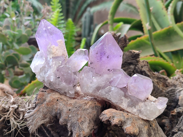 Natural Jacaranda Amethyst Clusters x 6 From Zambia