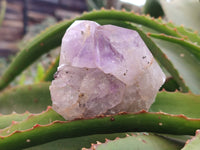 Natural Jacaranda Amethyst Clusters x 6 From Zambia