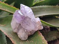 Natural Jacaranda Amethyst Clusters x 6 From Zambia