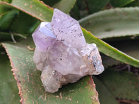 Natural Jacaranda Amethyst Clusters x 6 From Zambia