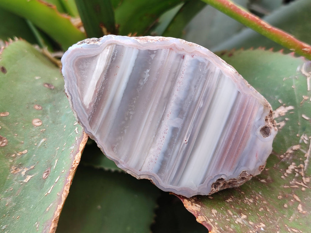 Polished On One Side Red Sashe River Agate Nodules x 7 From Zimbabwe - Toprock Gemstones and Minerals 