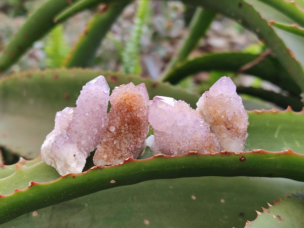 Natural Amethyst Spirit Quartz Specimens x 70 From Boekenhouthoek, South Africa