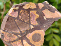 Natural Selected Nguni Jasper Cobbed Specimens x 12 From Prieska, South Africa