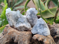 Natural Celestite Specimens x 12 From Sakoany, Madagascar