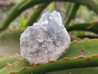 Natural Celestite Specimens x 12 From Sakoany, Madagascar