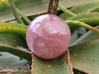 Polished Star Rose Quartz Spheres x 4 From Madagascar