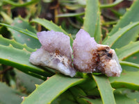 Natural Amethyst Spirit Quartz Specimens x 20 From South Africa