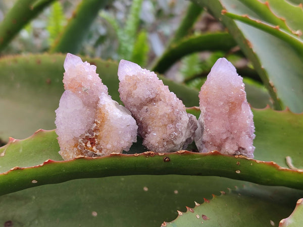 Natural Amethyst Spirit Quartz Specimens x 20 From South Africa