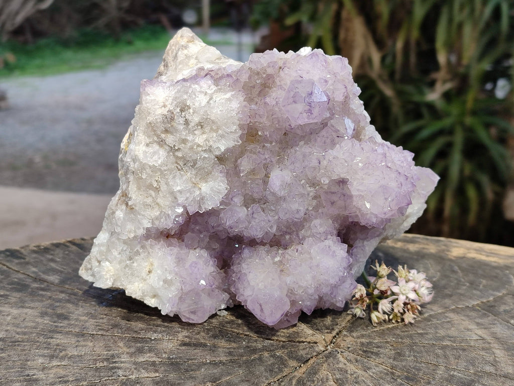 Natural Amethyst Spirit Quartz Cluster x 1 From South Africa - Toprock Gemstones and Minerals 
