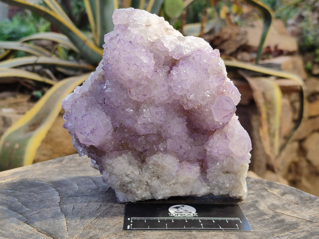 Natural Amethyst Spirit Quartz Cluster x 1 From South Africa - Toprock Gemstones and Minerals 
