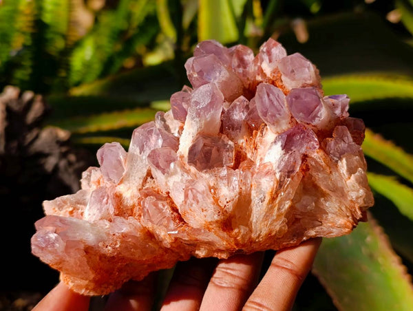 Natural Sugar Amethyst Quartz Clusters x 4 from Solwezi, Zambia