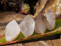 Natural Smokey Amethyst Quartz Crystals x 97 From Brandberg, Namibia