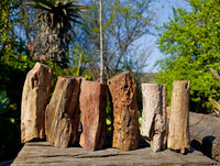 Polished On One Side Petrified Wood x 6 From Gokwe, Zimbabwe - Toprock Gemstones and Minerals 