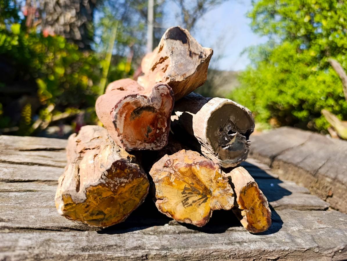 Polished On One Side Petrified Wood x 6 From Gokwe, Zimbabwe - Toprock Gemstones and Minerals 