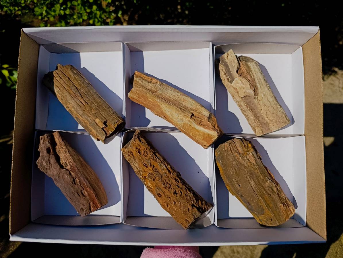 Polished On One Side Petrified Wood x 6 From Gokwe, Zimbabwe - Toprock Gemstones and Minerals 
