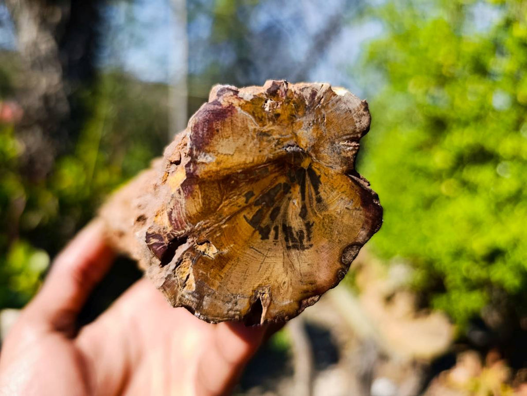 Polished On One Side Petrified Wood x 6 From Gokwe, Zimbabwe - Toprock Gemstones and Minerals 