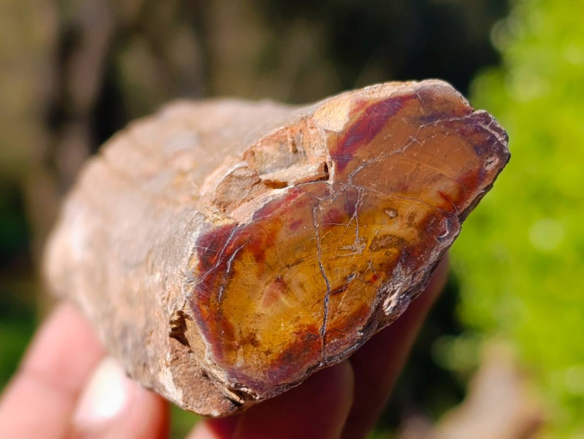 Polished On One Side Petrified Wood x 6 From Gokwe, Zimbabwe - Toprock Gemstones and Minerals 