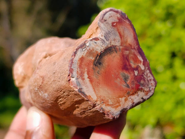 Polished On One Side Petrified Wood x 6 From Gokwe, Zimbabwe