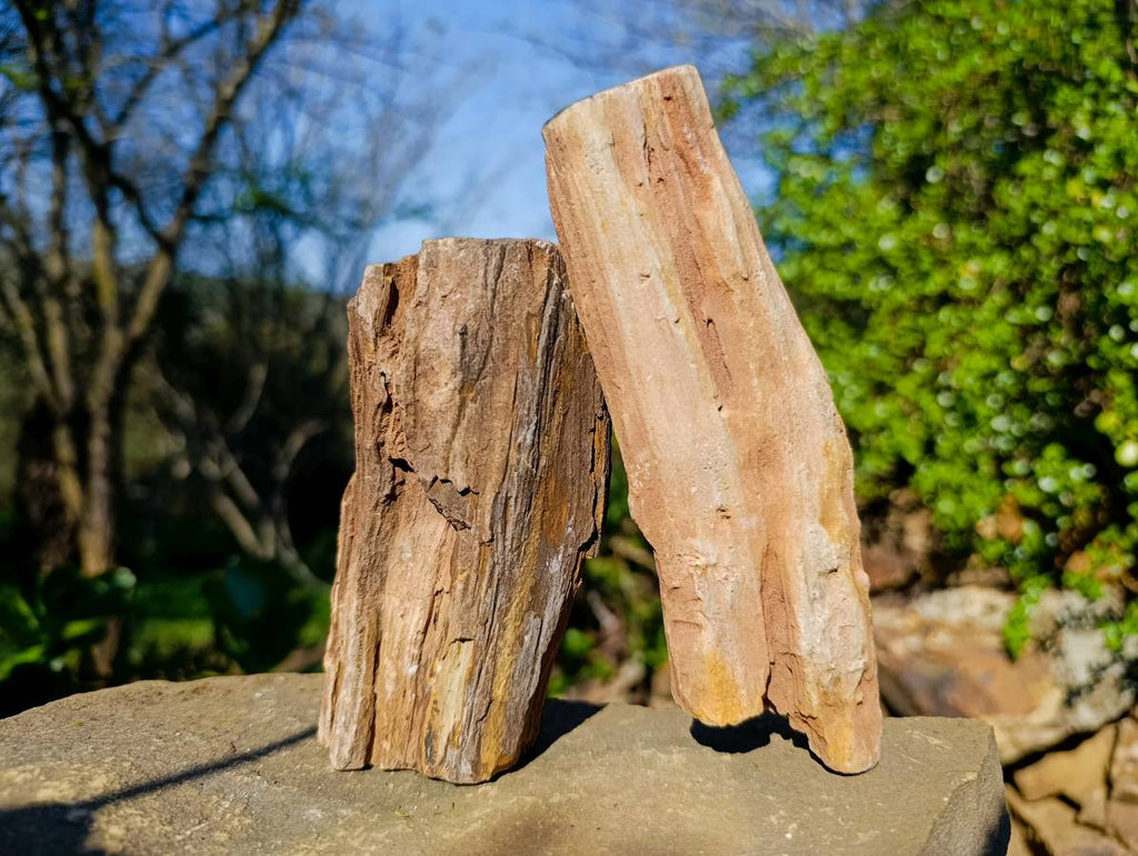 Polished On One Side Petrified Wood x 6 From Gokwe, Zimbabwe - Toprock Gemstones and Minerals 