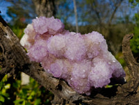 Natural Amethyst Spirit Quartz Cluster x 1 From South Africa