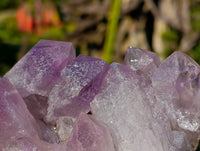 Natural Jacaranda Amethyst Clusters x 2 From Zambia