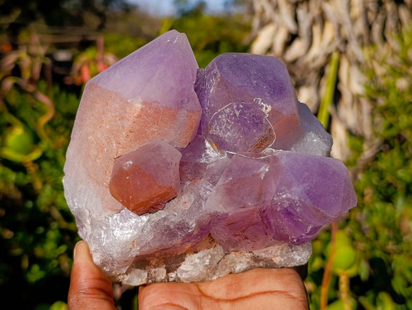Natural Jacaranda Amethyst Clusters x 2 From Zambia