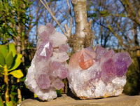 Natural Jacaranda Amethyst Clusters x 2 From Zambia