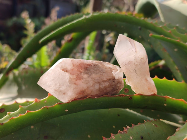 Natural Quartz Crystals x 20 From Madagascar