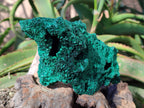 Natural Silky Malachite Specimens x 2 From Kasompe, Congo - Toprock Gemstones and Minerals 