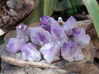 Natural Jacaranda Amethyst Clusters x 12 From Zambia