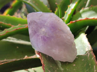 Natural Jacaranda Amethyst Clusters x 12 From Zambia