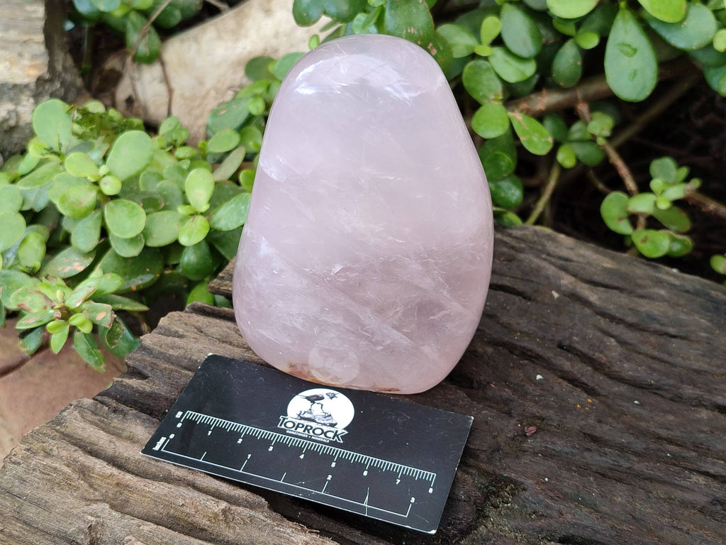 Polished Star Rose Quartz Standing Free Forms x 2 From Madagascar - Toprock Gemstones and Minerals 