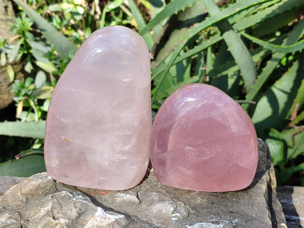 Polished Star Rose Quartz Standing Free Forms x 2 From Madagascar - Toprock Gemstones and Minerals 