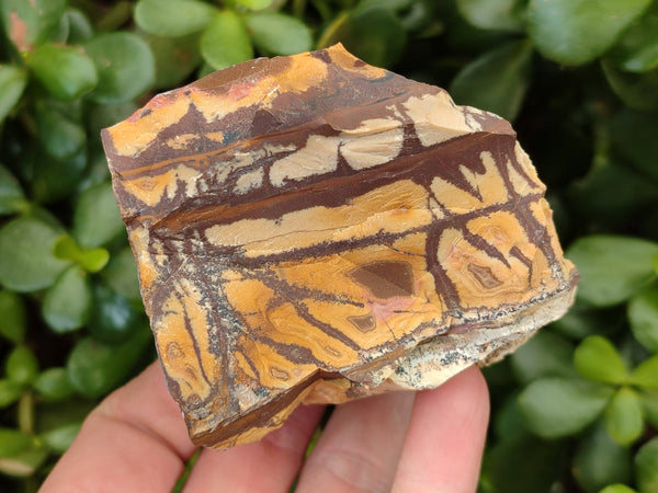 Natural Selected Nguni Jasper Cobbed Specimens x 12 From Prieska, South Africa