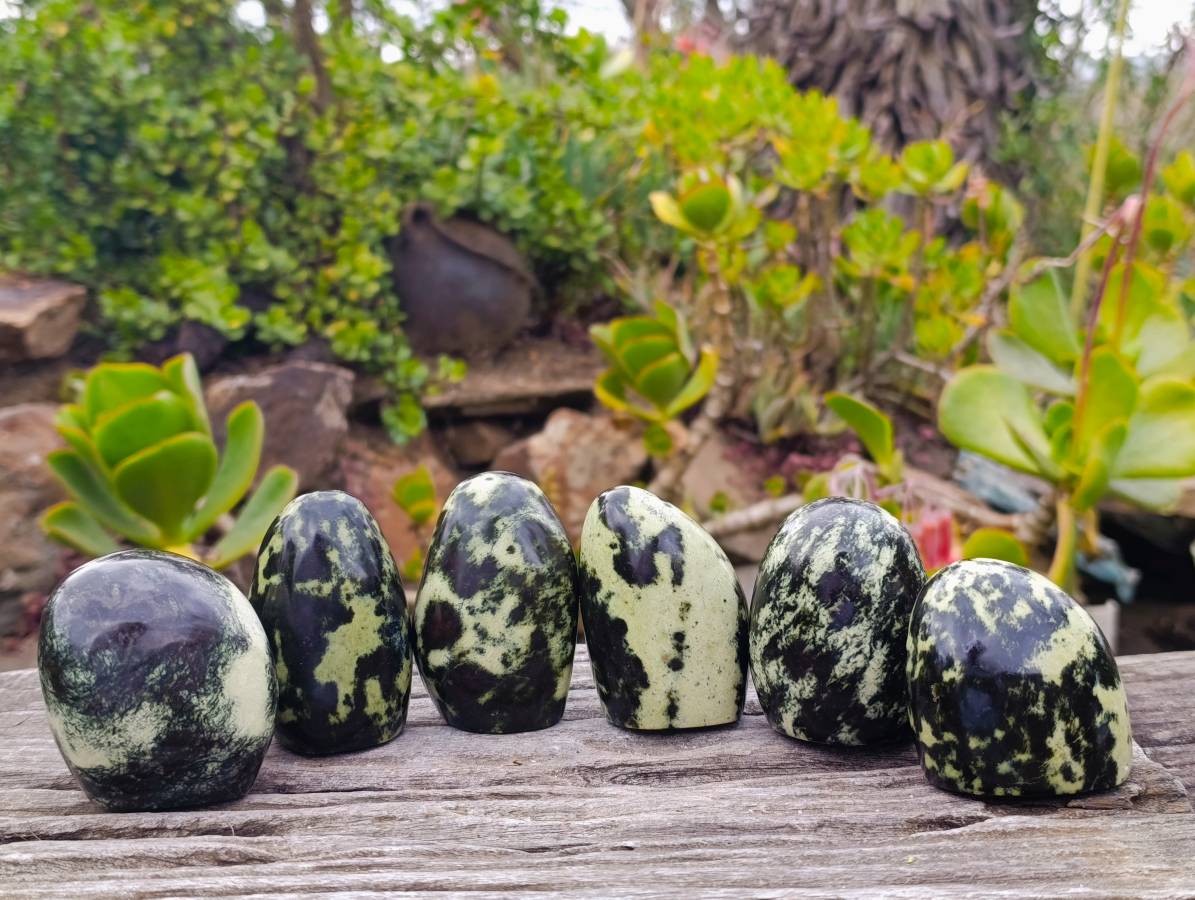 Polished Leopard Stone Standing Free Forms x 6 From Nyanga, Zimbabwe - Toprock Gemstones and Minerals 