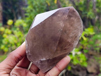Natural Smokey Quartz Crystals x 6 From Zomba, Malawi