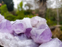 Natural Jacaranda Amethyst Geode Specimen x 1 From Zambia